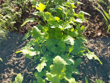 Kırsal bir bahçede yeşil sebze bitkileri