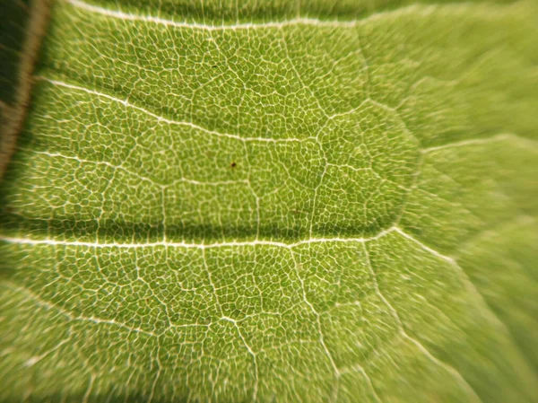 Sunlight Penetrates Leaf Tree — Stock Photo, Image