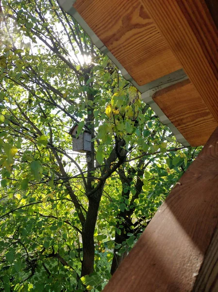 Wooden Birdhouse Tits Garden — Photo