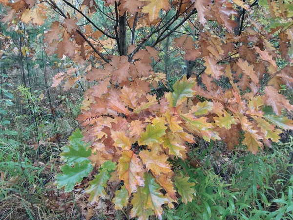 Folhagem Colorida Floresta Depois Uma Chuva — Fotografia de Stock