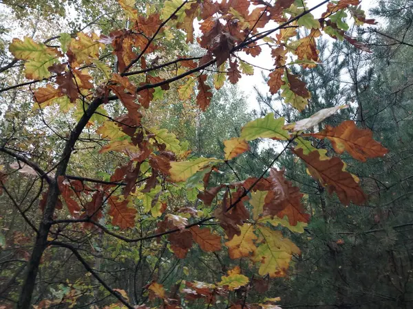 Барвисте Листя Лісі Після Дощу — стокове фото