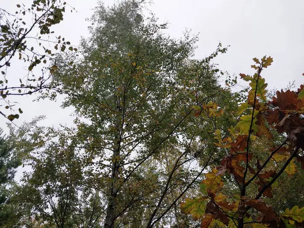 雨の後の森の中の紅葉 — ストック写真