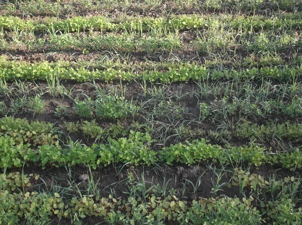 Plantas Vegetales Verdes Jardín Rural — Foto de Stock