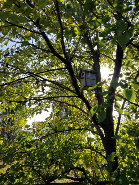 Wooden Birdhouse Tits Garden — Stockfoto