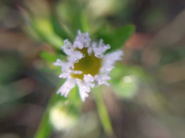 Detalhe Uma Fábrica Verde Close — Fotografia de Stock