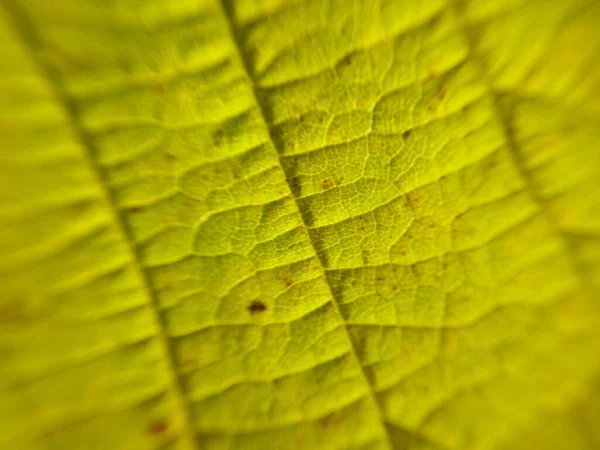 Luz Solar Penetra Por Uma Folha Uma Árvore — Fotografia de Stock