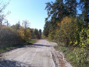 Ormanda sonbahar yeşillikleri.