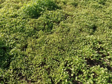 Islak çimenlerin ve yosunların yeşil dokusu