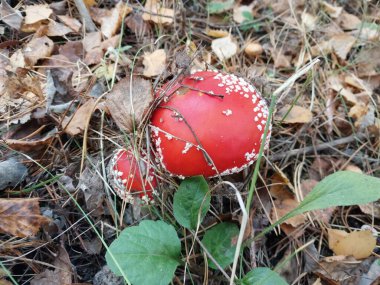 Orman mantarları sonbaharda büyüdü.