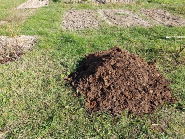 Bahçe gübresi için domuz gübresi toplanmış.