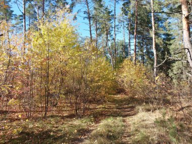 Ormanda sonbahar yeşillikleri.