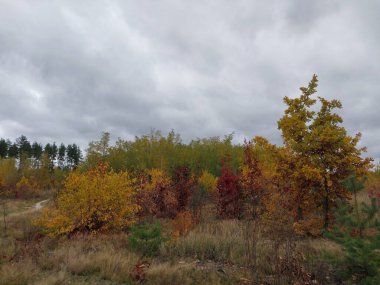 Ormanda sonbahar yeşillikleri.