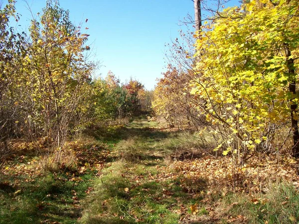 Herbst Buntes Laub Wald — Stockfoto