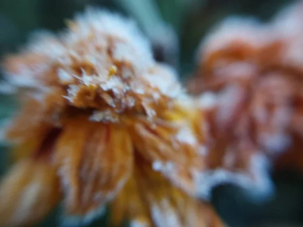 朝の霜が庭に秋の植物を包み込みました — ストック写真