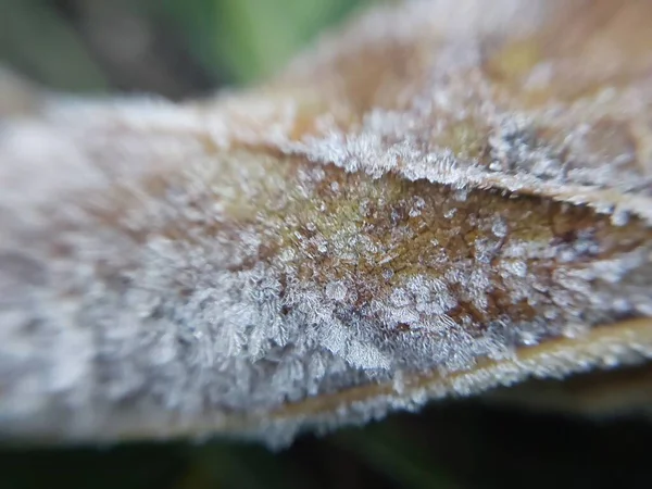 朝の霜が庭に秋の植物を包み込みました — ストック写真