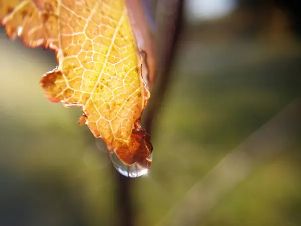 Lumière Soleil Filtrant Travers Automne Feuillage — Photo