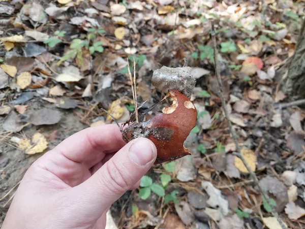 秋に成長した森のキノコ — ストック写真