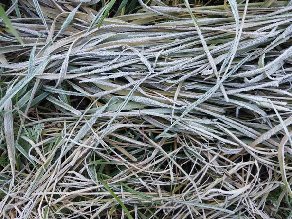 Hoarfrost Mañana Envolvió Las Plantas Otoñales Jardín — Foto de Stock