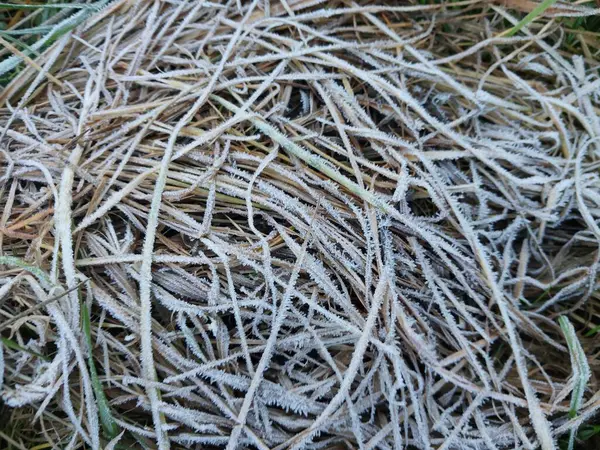 Morgonfrost Omsluter Höstväxter Trädgård — Stockfoto
