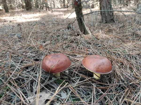 秋天长出了森林蘑菇 — 图库照片