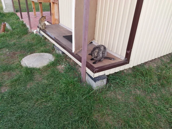 Zwei Katzen Stehen Den Rändern Der Terrasse Eines Hauses — Stockfoto