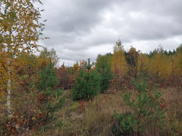 Herbst Buntes Laub Wald — Stockfoto