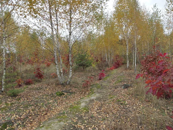 Outono Folhagem Colorida Floresta — Fotografia de Stock