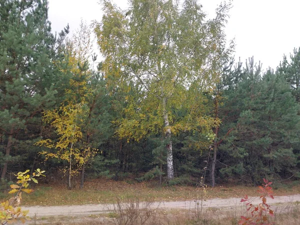 Herfst Kleurrijk Gebladerte Een Bos — Stockfoto