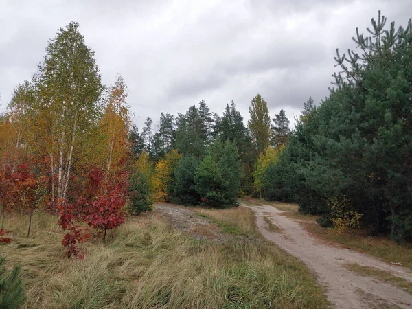 Outono Folhagem Colorida Uma Floresta — Fotografia de Stock