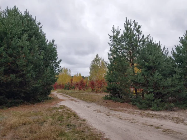 Herbst Buntes Laub Wald — Stockfoto