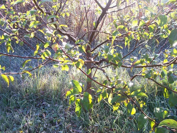 Luz Del Sol Que Filtra Través Del Otoño Follaje — Foto de Stock