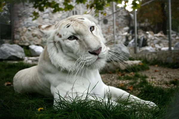 Tigre branco — Fotografia de Stock