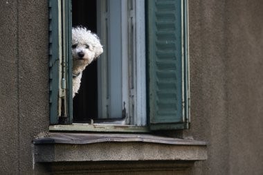 beyaz köpek
