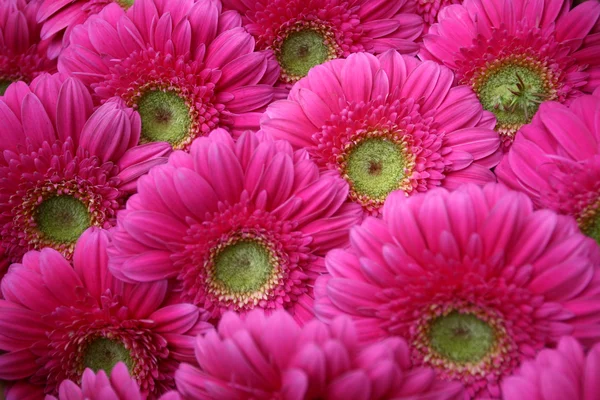 Abstrakt bakgrund blommor. Närbild — Stockfoto