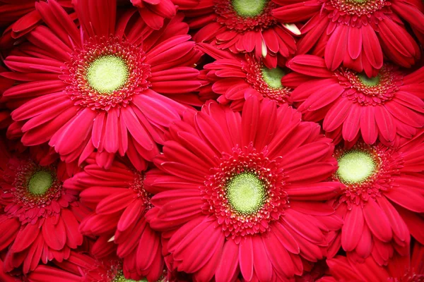 Abstrakter Hintergrund von Blumen. Nahaufnahme — Stockfoto