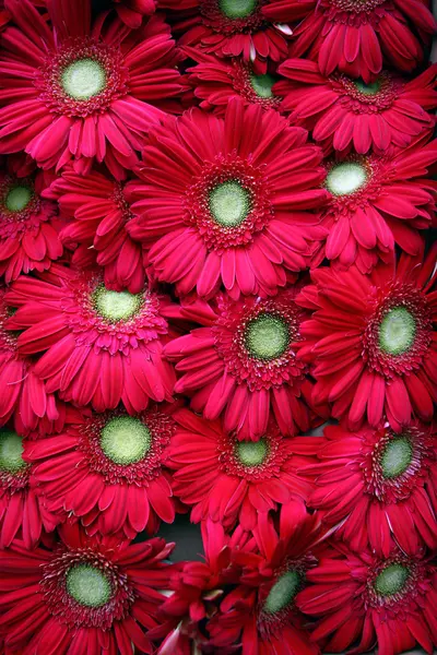 Abstrakt bakgrund blommor. Närbild — Stockfoto