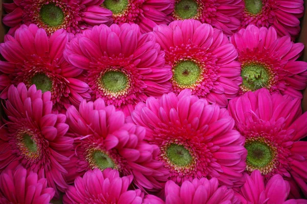 Abstrakter Hintergrund von Blumen. Nahaufnahme — Stockfoto