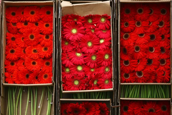 Abstrakter Hintergrund von Blumen. Nahaufnahme — Stockfoto