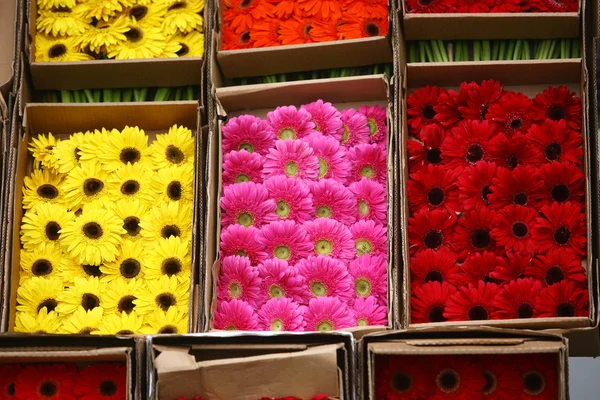 Abstrakter Hintergrund von Blumen. Nahaufnahme — Stockfoto