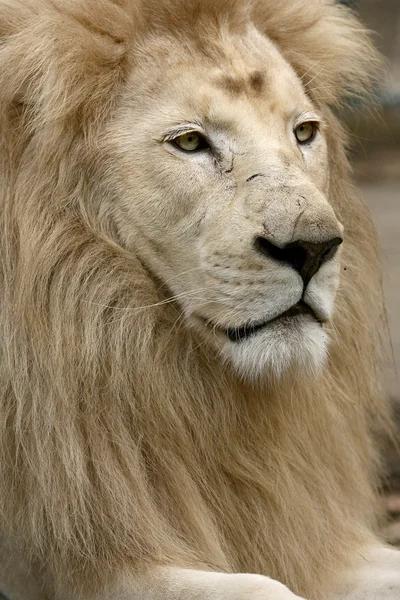 León blanco — Foto de Stock