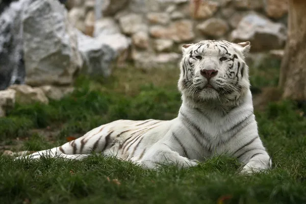 Tigre branco — Fotografia de Stock