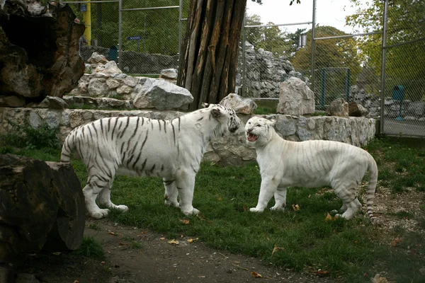 Tigre branco — Fotografia de Stock