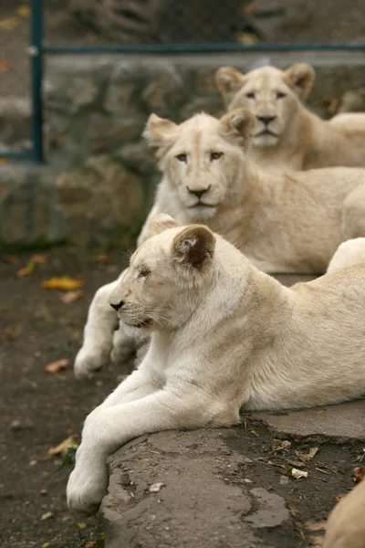 Белый лев — стоковое фото