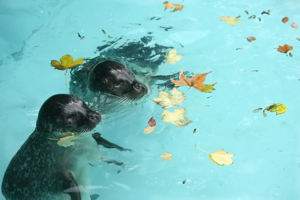 Zeehonden in het zwembad — Stockfoto
