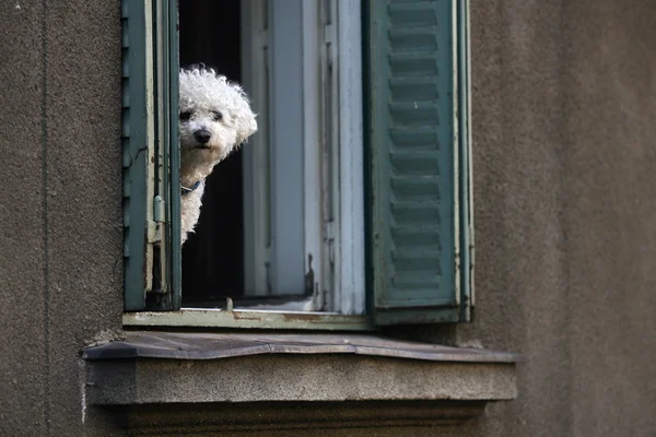 beyaz köpek
