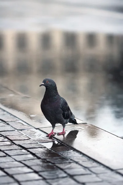 Güvercin ve yağmur — Stok fotoğraf