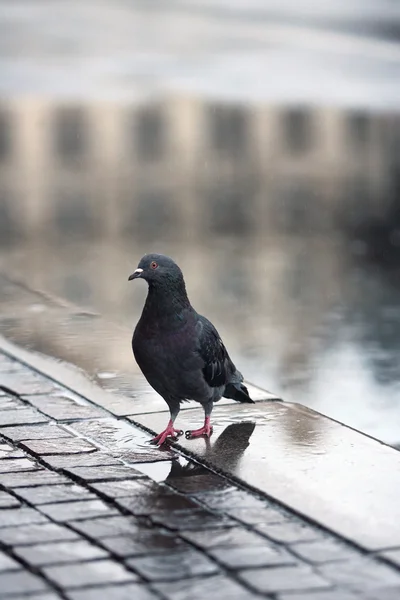 Pombo e a chuva — Fotografia de Stock