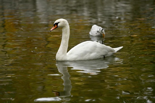 Beautiful swan — Stock Photo, Image