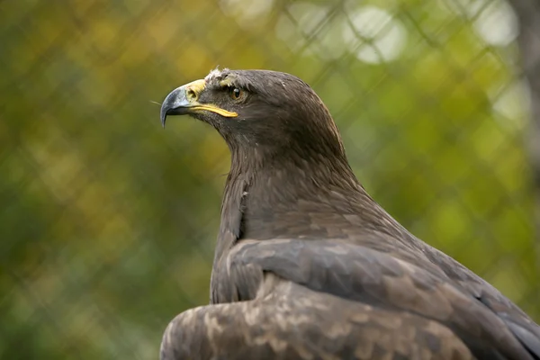 Orzel w klatce — Zdjęcie stockowe