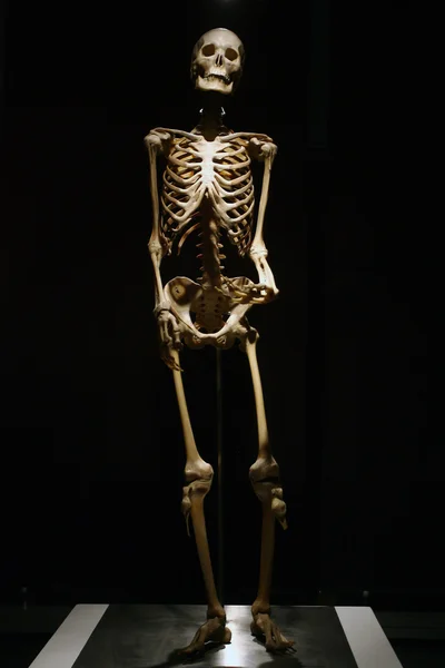 人間の解剖学の実、黒の背景にスケルトン — ストック写真